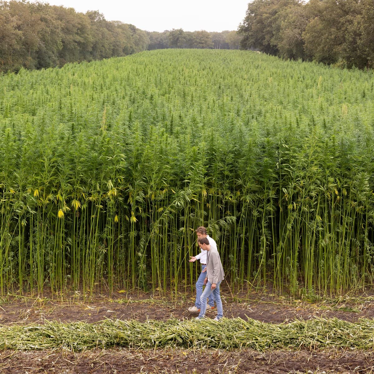 Van akker naar bouwplaats: Arnhem start met vezelhennep